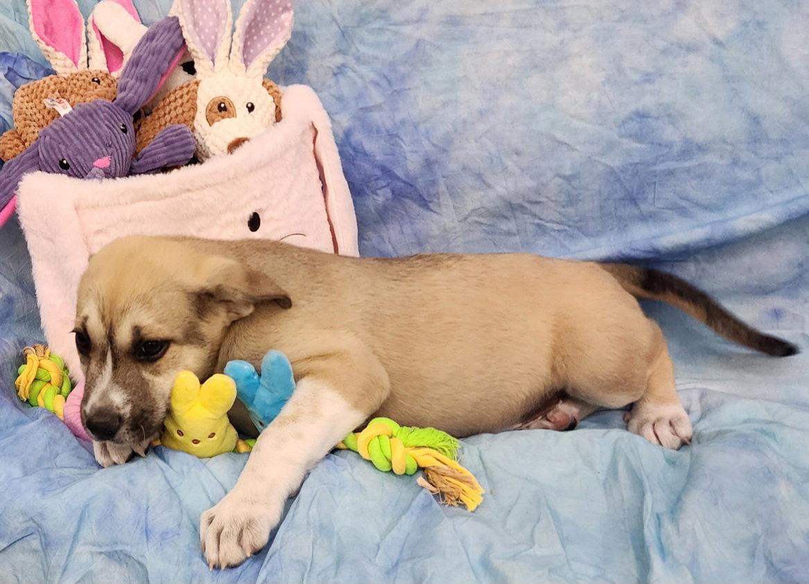 Enlarge 260279  Leo, a Adopted mixed breed in Wetumpka, AL image 2/3