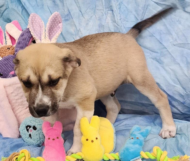 Enlarge 260279  Leo, a Adopted mixed breed in Wetumpka, AL image 3/3