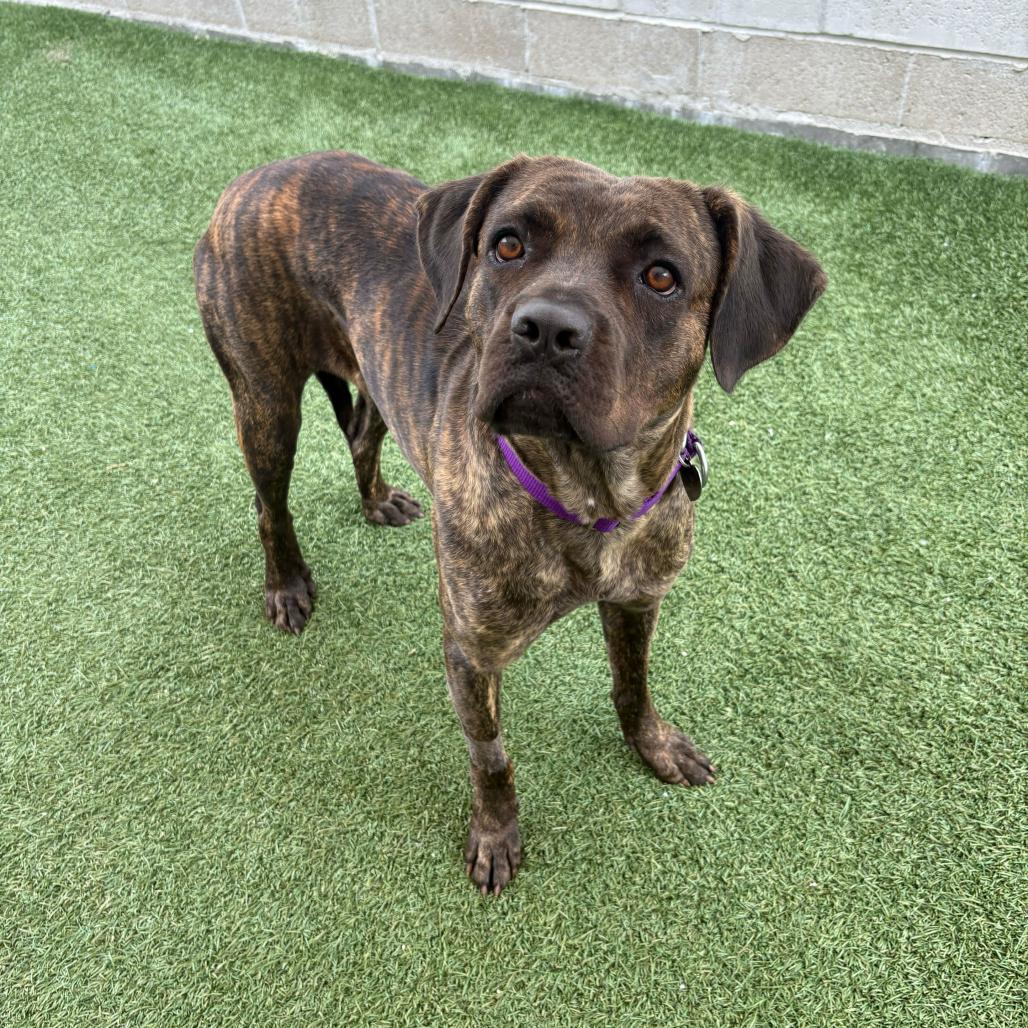 Lucia, a Adoptable Cane Corso in Los Angeles, CA image 1/4