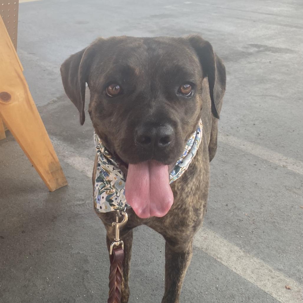 Lucia, a Adoptable Cane Corso in Los Angeles, CA image 3/4