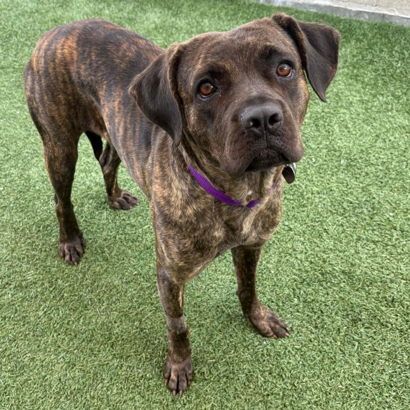 Lucia, a Adoptable Cane Corso in Los Angeles, CA image 4/4