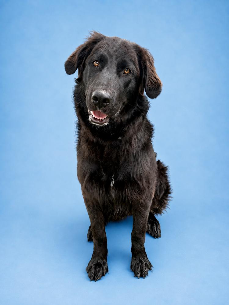Shadow3, Adoptable, Young Male Flat-Coated Retriever.