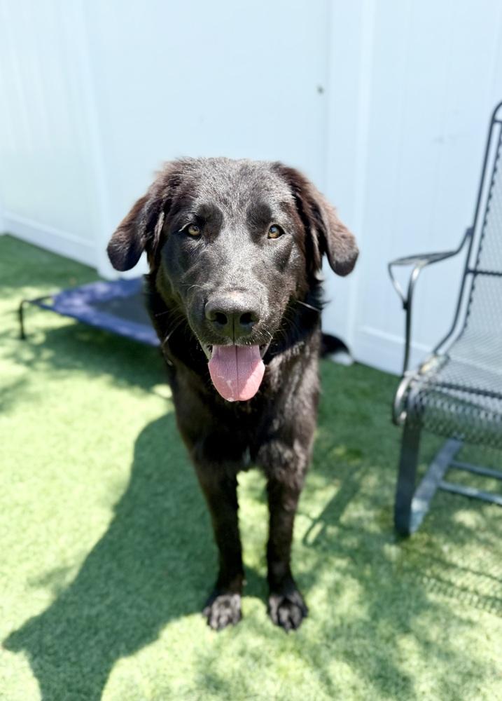 Shadow3, a Adoptable mixed breed in Littleton, CO image 2/4