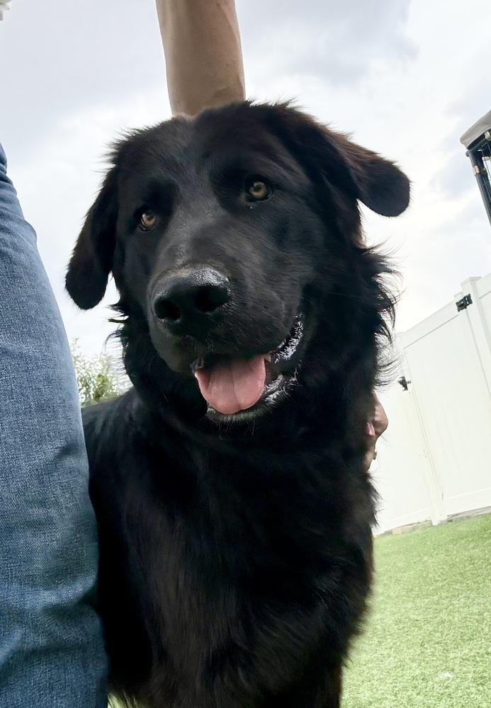 Shadow3, a Adoptable mixed breed in Littleton, CO image 4/4