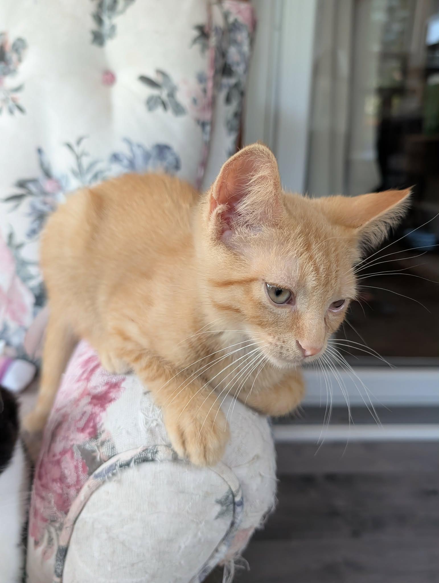 Enlarge TEDDY 2, a Adoptable Domestic Short Hair in Tillsonburg, ON image 1/1