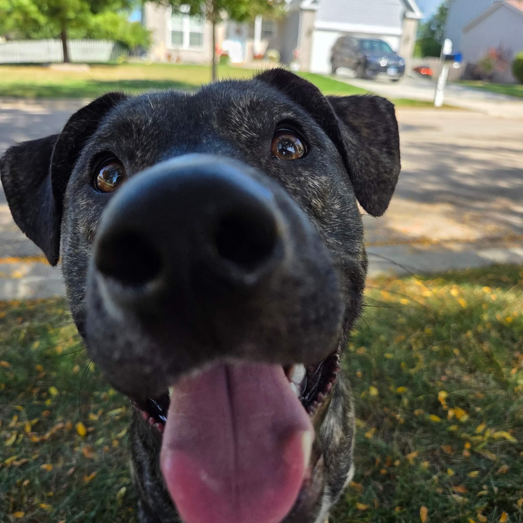 Enlarge Louie, a Adoptable mixed breed in Joliet, IL image 5/5