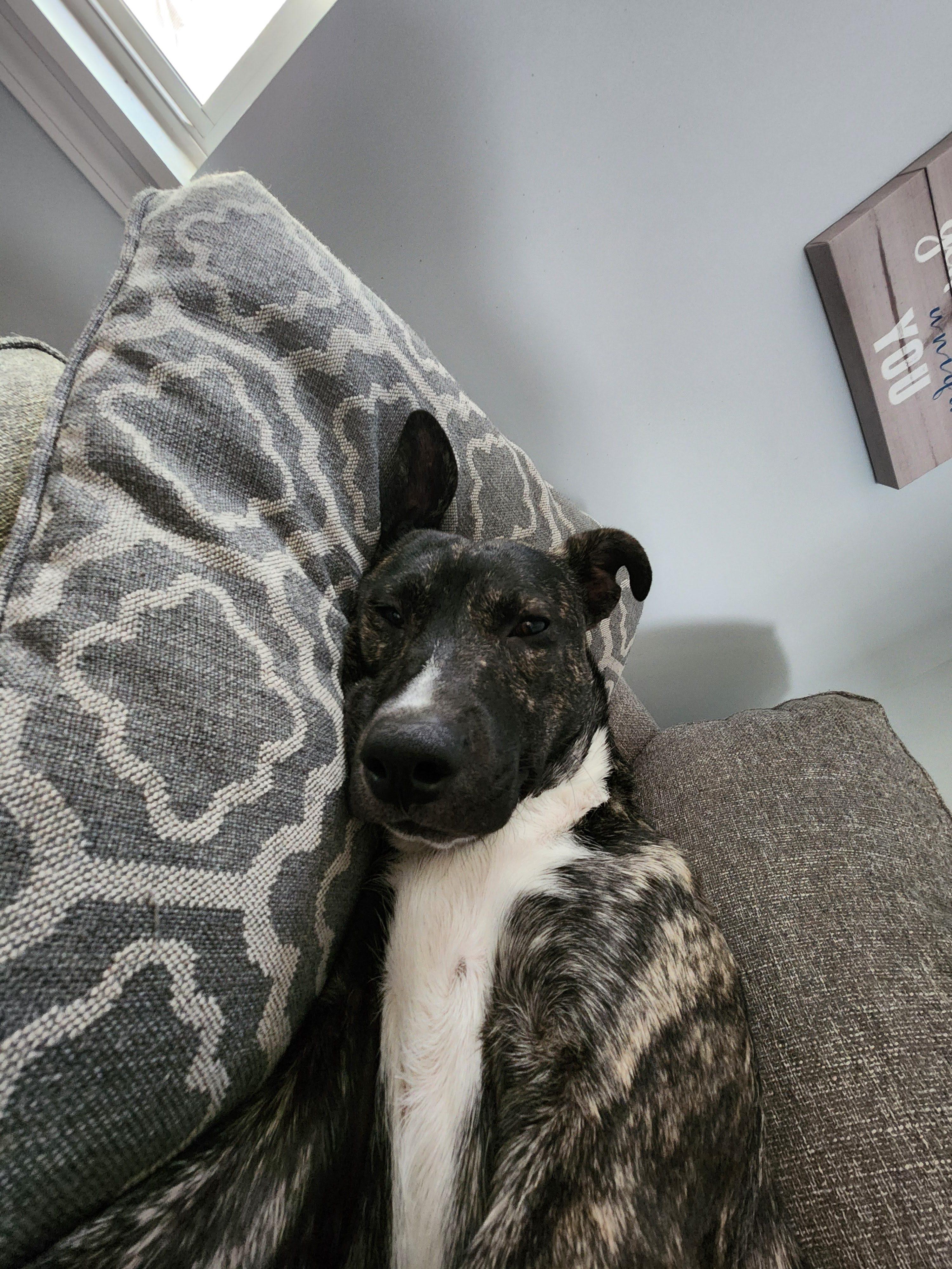 Enlarge Louie, a Adoptable mixed breed in Joliet, IL image 3/5