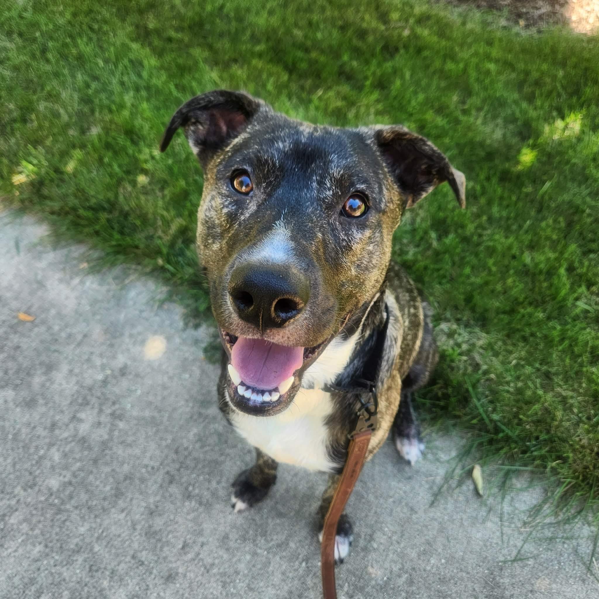 Louie, Adoptable, Young Male Labrador Retriever.