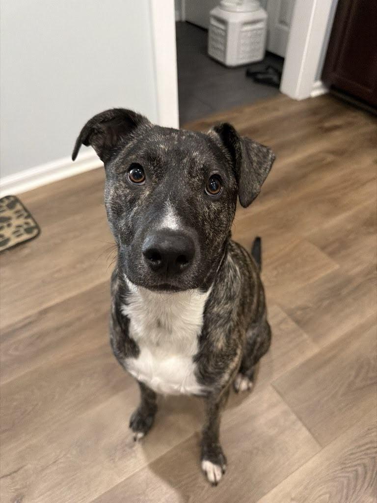 Enlarge Louie, a Adoptable mixed breed in Joliet, IL image 4/5
