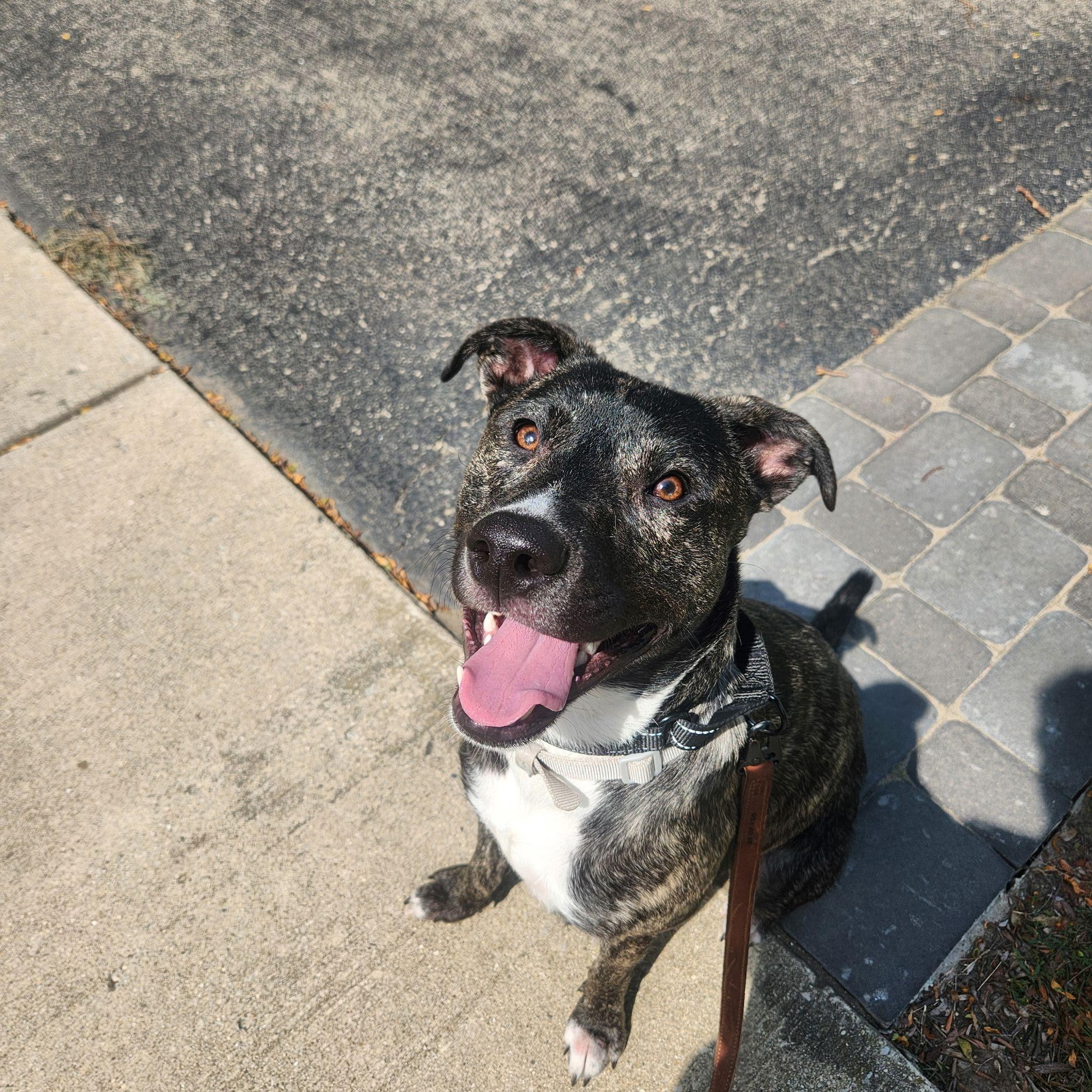 Enlarge Louie, a Adoptable mixed breed in Joliet, IL image 2/5