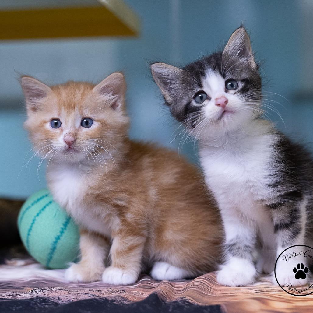 Pony, Adoptable, Kitten Male Domestic Medium Hair.