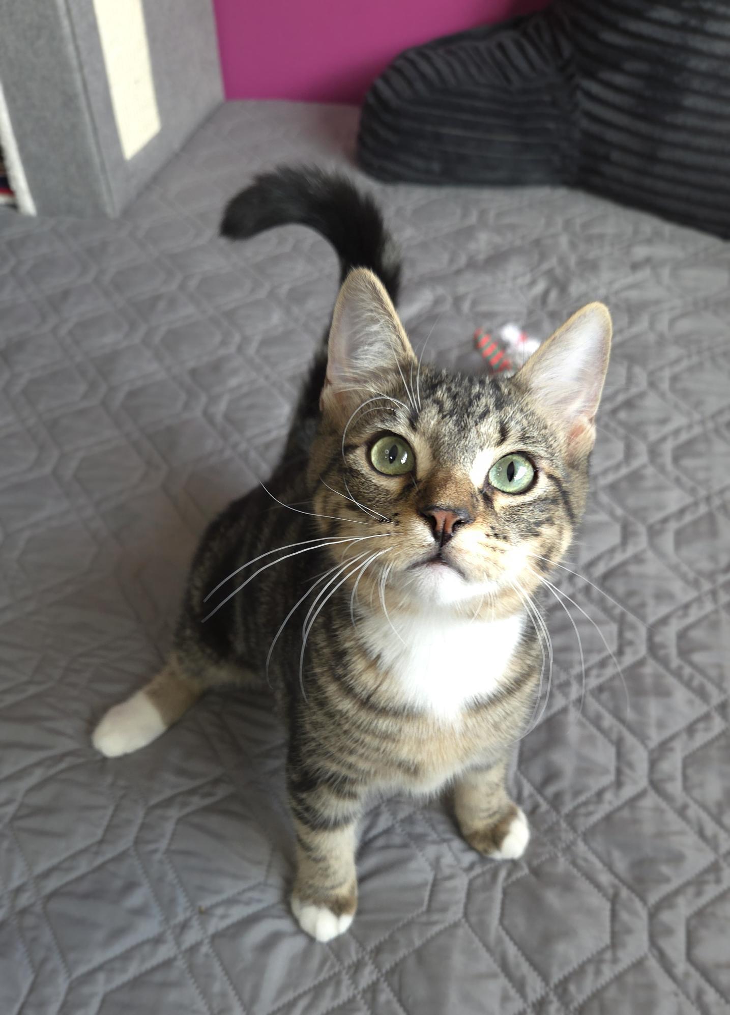 Enlarge Luigi, a Adoptable Domestic Short Hair in Centerville, UT image 4/4