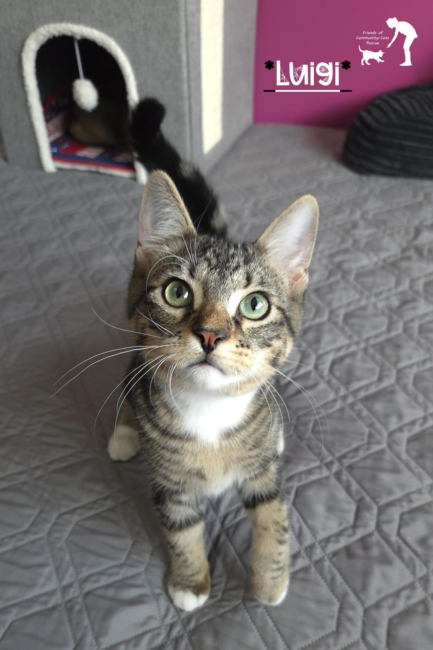 Enlarge Luigi, a Adoptable Domestic Short Hair in Centerville, UT image 1/4