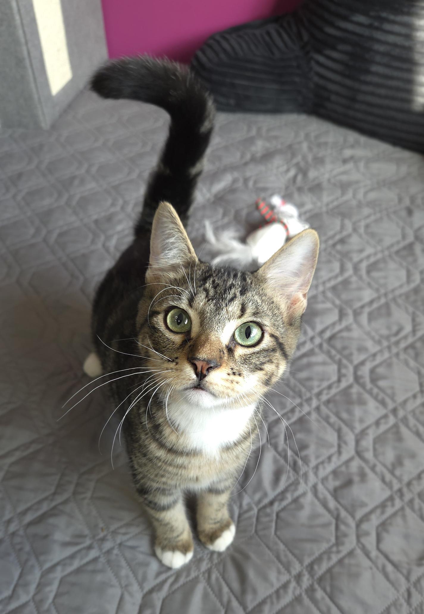 Enlarge Luigi, a Adoptable Domestic Short Hair in Centerville, UT image 3/4