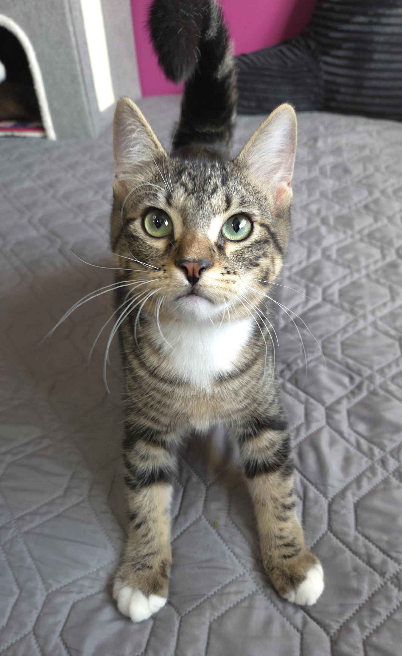 Enlarge Luigi, a Adoptable Domestic Short Hair in Centerville, UT image 2/4