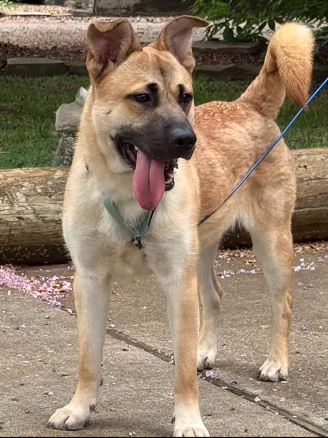 BARNEY, Adoptable, Young Male Labrador Retriever.