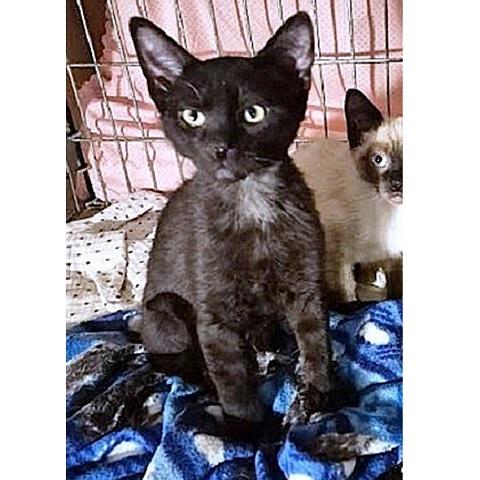 Enlarge Tenderheart Bear, an adopted Domestic Short Hair in Salt Lake City, UT image 2/3