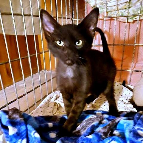 Enlarge Tenderheart Bear, an adopted Domestic Short Hair in Salt Lake City, UT image 1/3