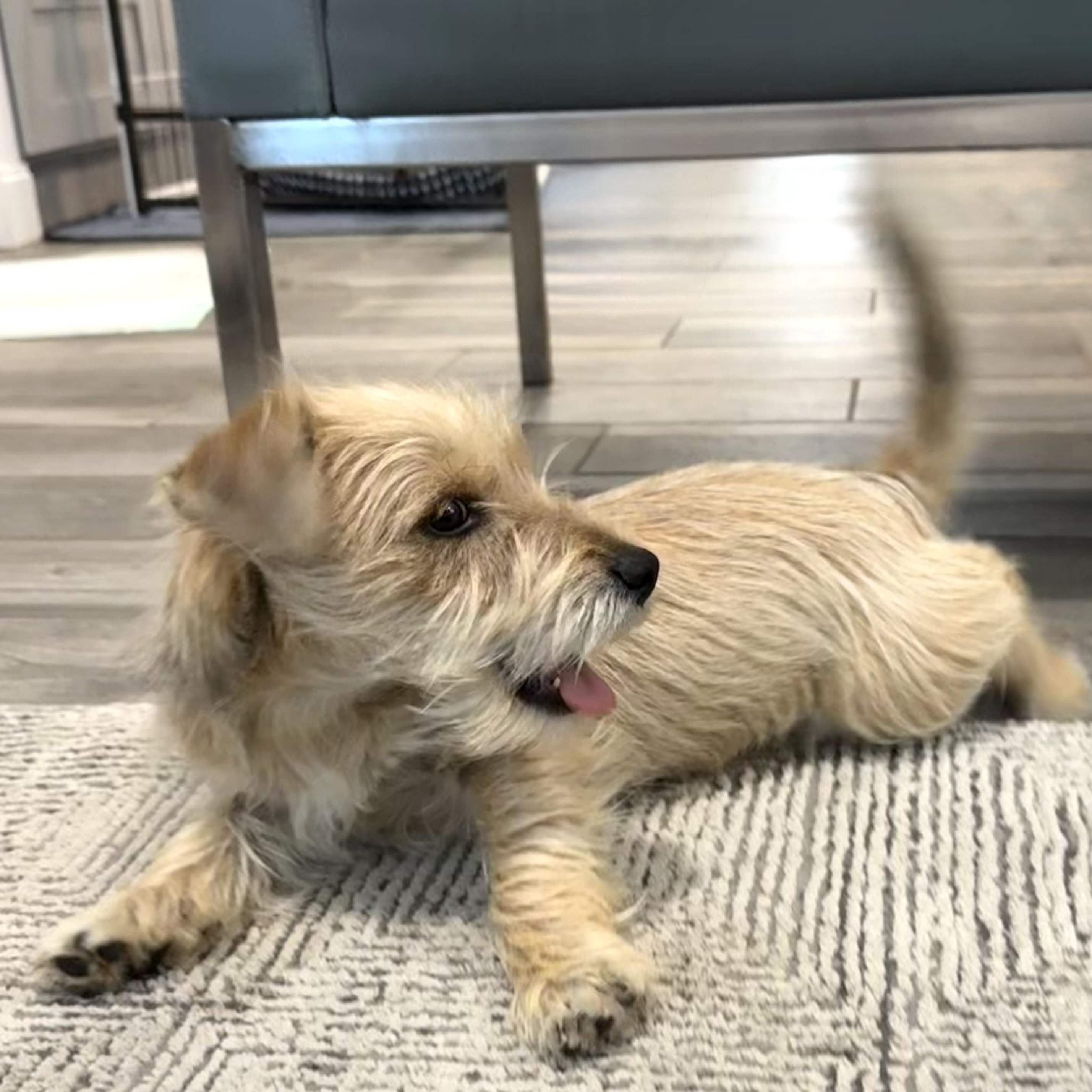 Enlarge Opie the Snorkie is a good boy, a Adoptable mixed breed in Lockhart, TX image 2/6