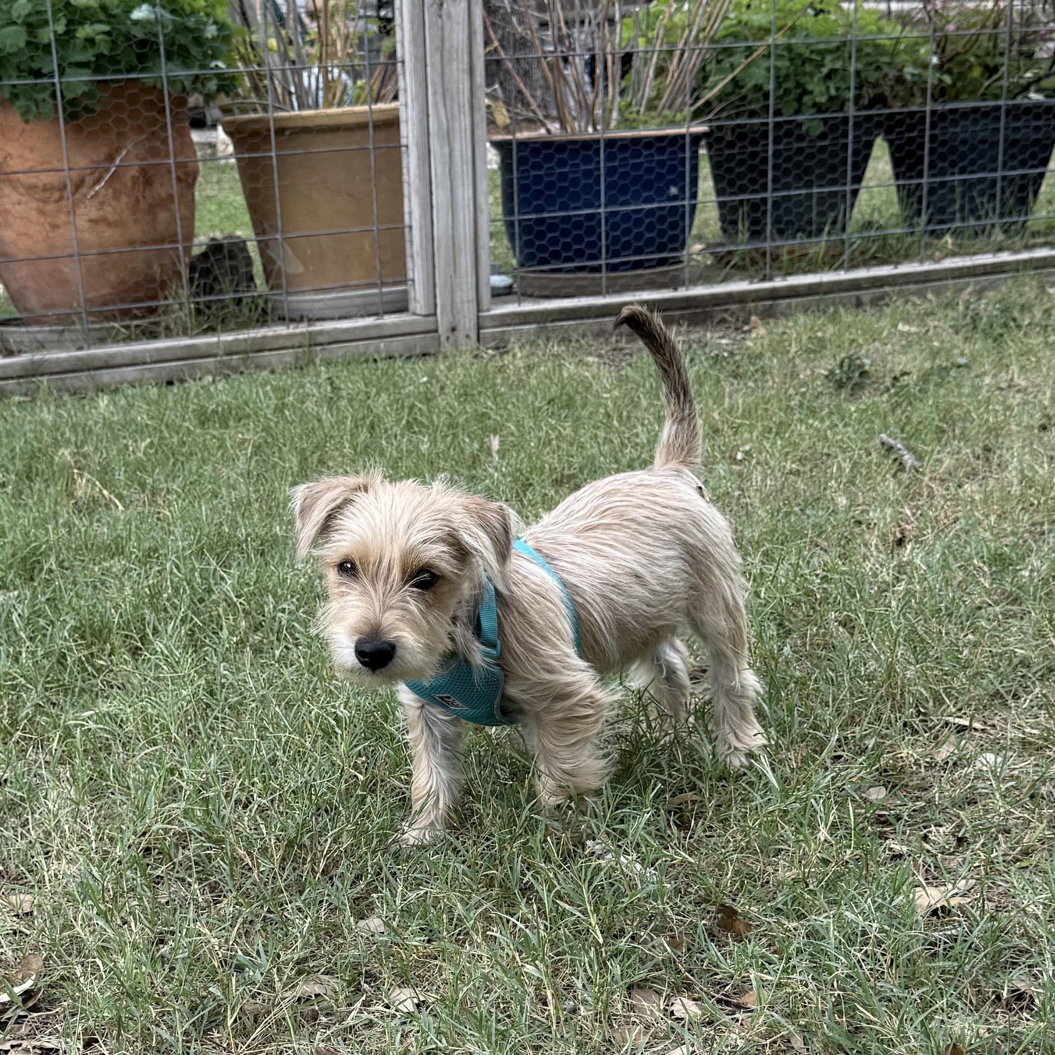 Enlarge Opie the Snorkie is a good boy, a Adoptable mixed breed in Lockhart, TX image 3/6