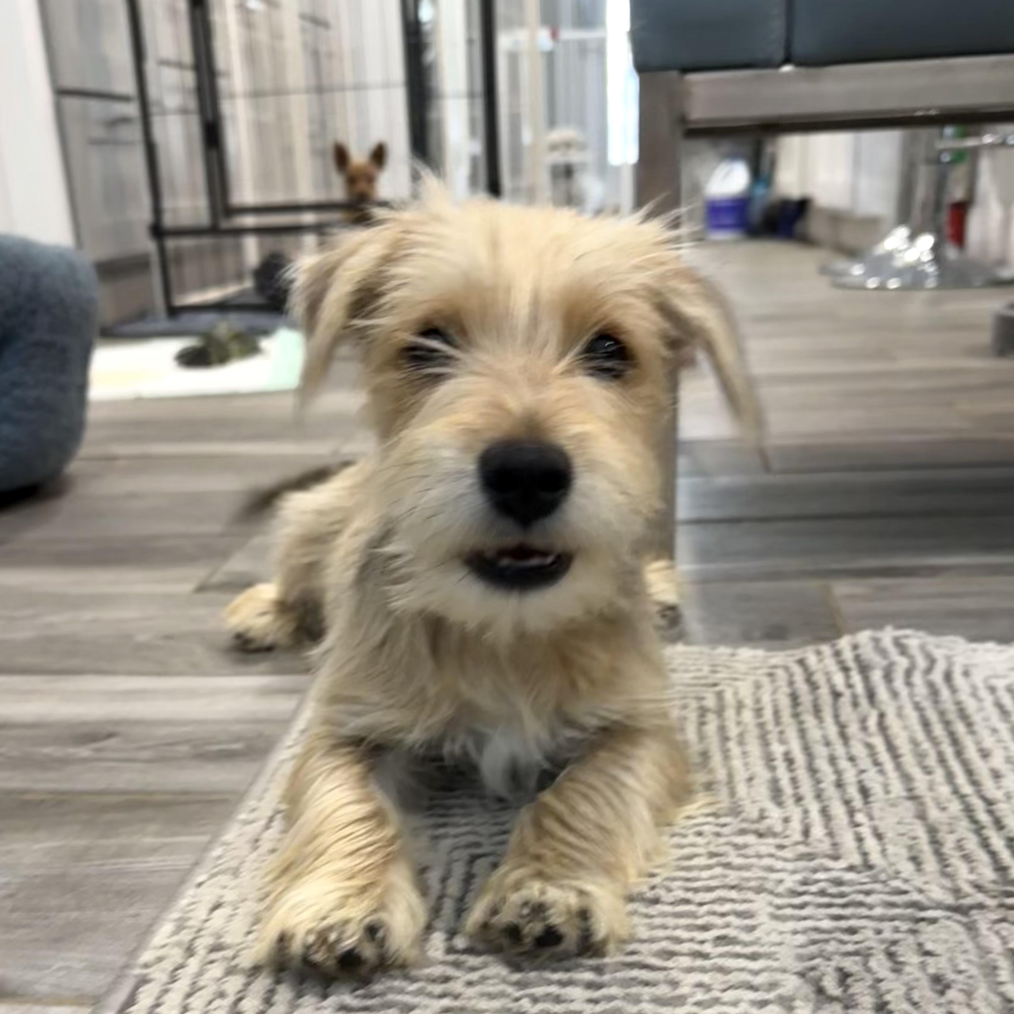 Enlarge Opie the Snorkie is a good boy, a Adoptable mixed breed in Lockhart, TX image 1/6