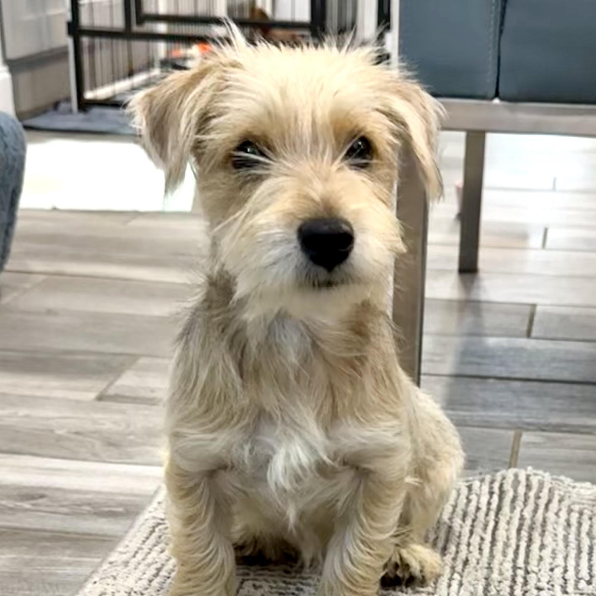 Enlarge Opie the Snorkie is a good boy, a Adoptable mixed breed in Lockhart, TX image 4/6