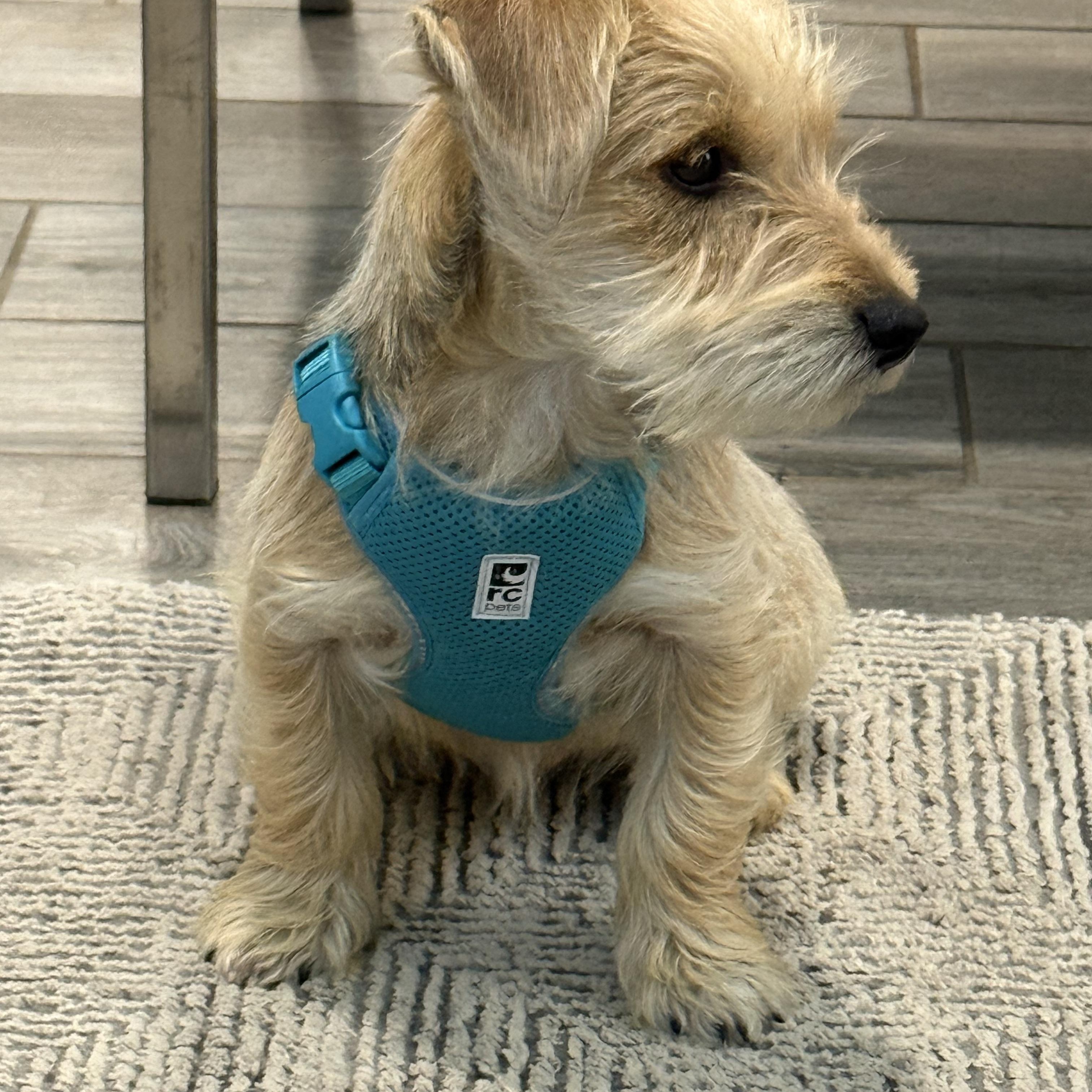 Enlarge Opie the Snorkie is a good boy, a Adoptable mixed breed in Lockhart, TX image 5/6