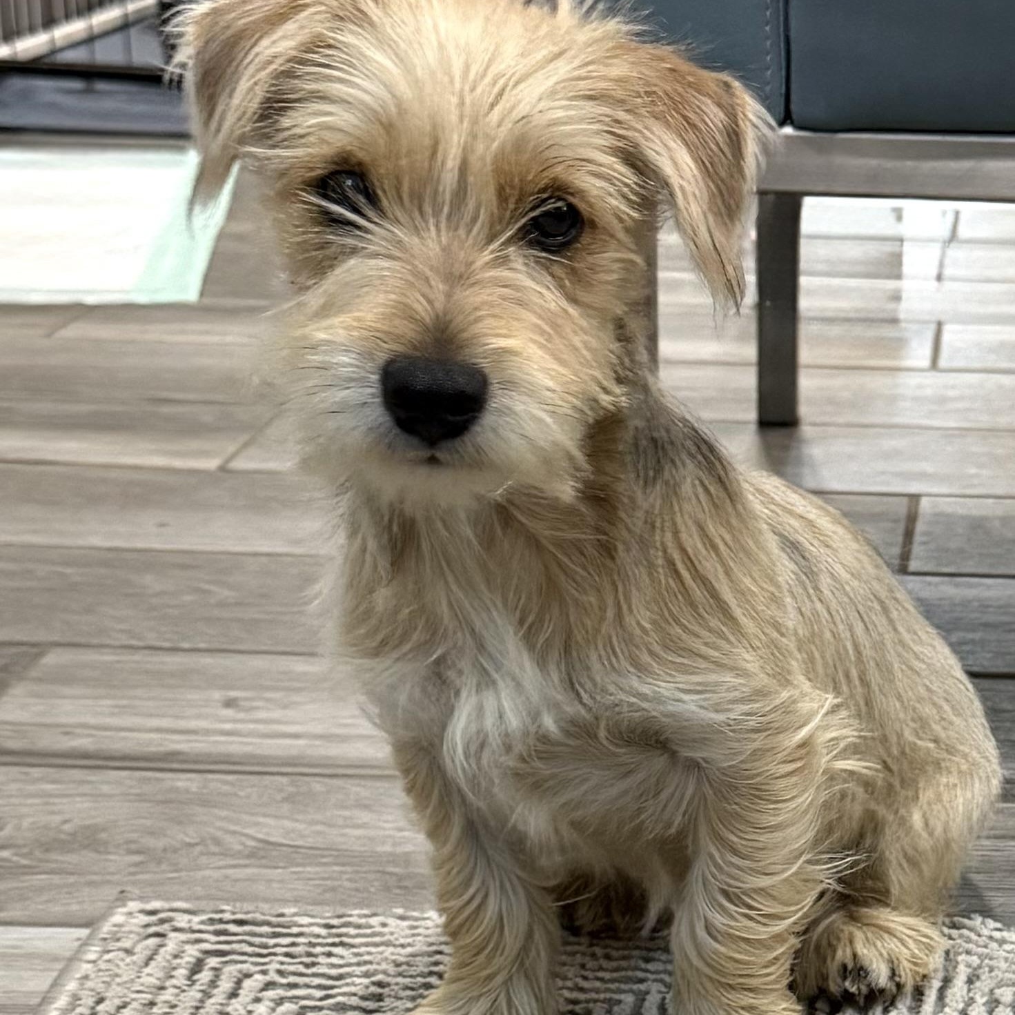 Enlarge Opie the Snorkie is a good boy, a Adoptable mixed breed in Lockhart, TX image 6/6