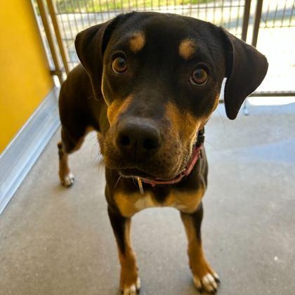 HOLLY, adopted, Puppy Female Mixed Breed.