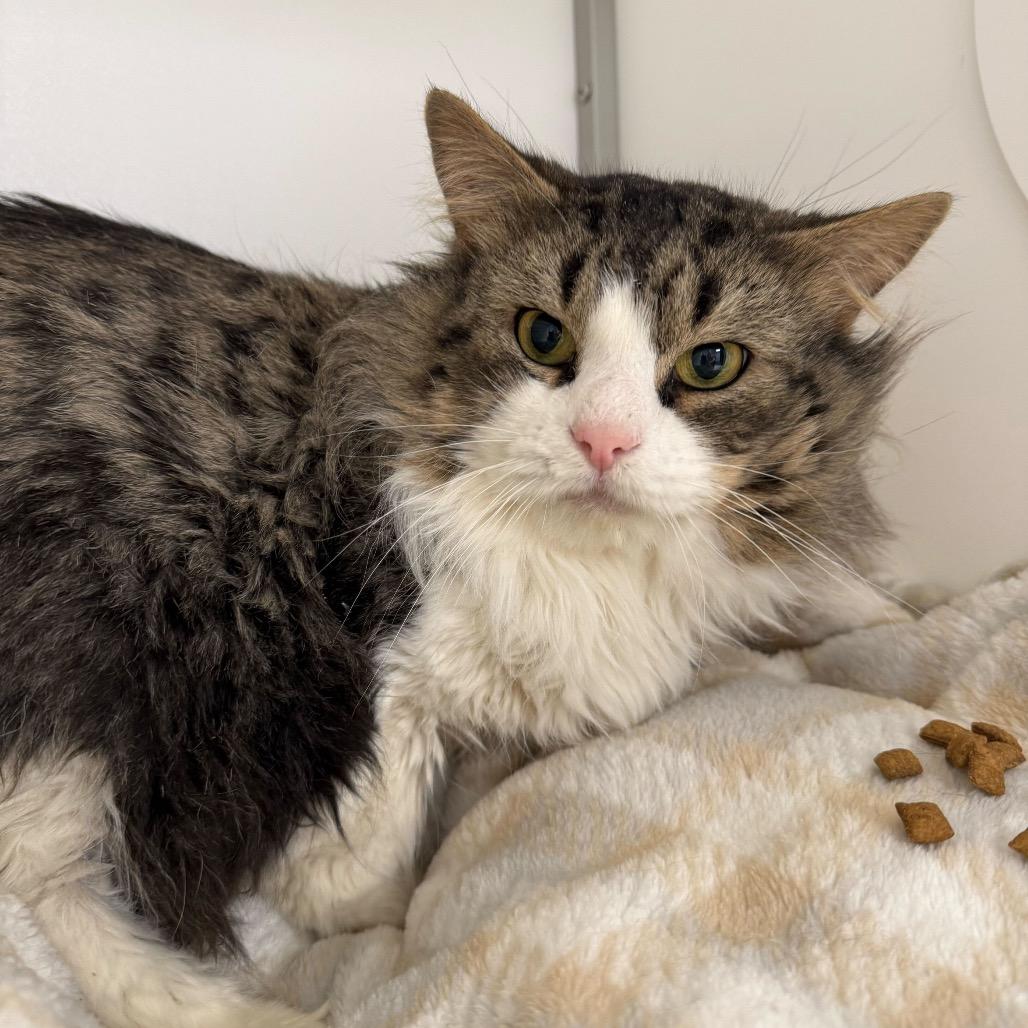 Enlarge Jack, a Adoptable Domestic Long Hair in Boston, MA image 1/3