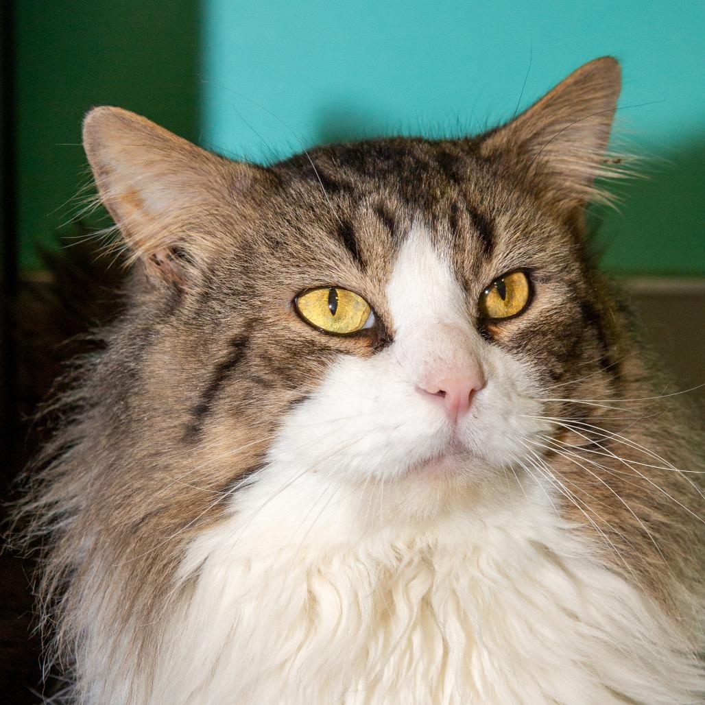 Enlarge Jack, a Adoptable Domestic Long Hair in Boston, MA image 2/3