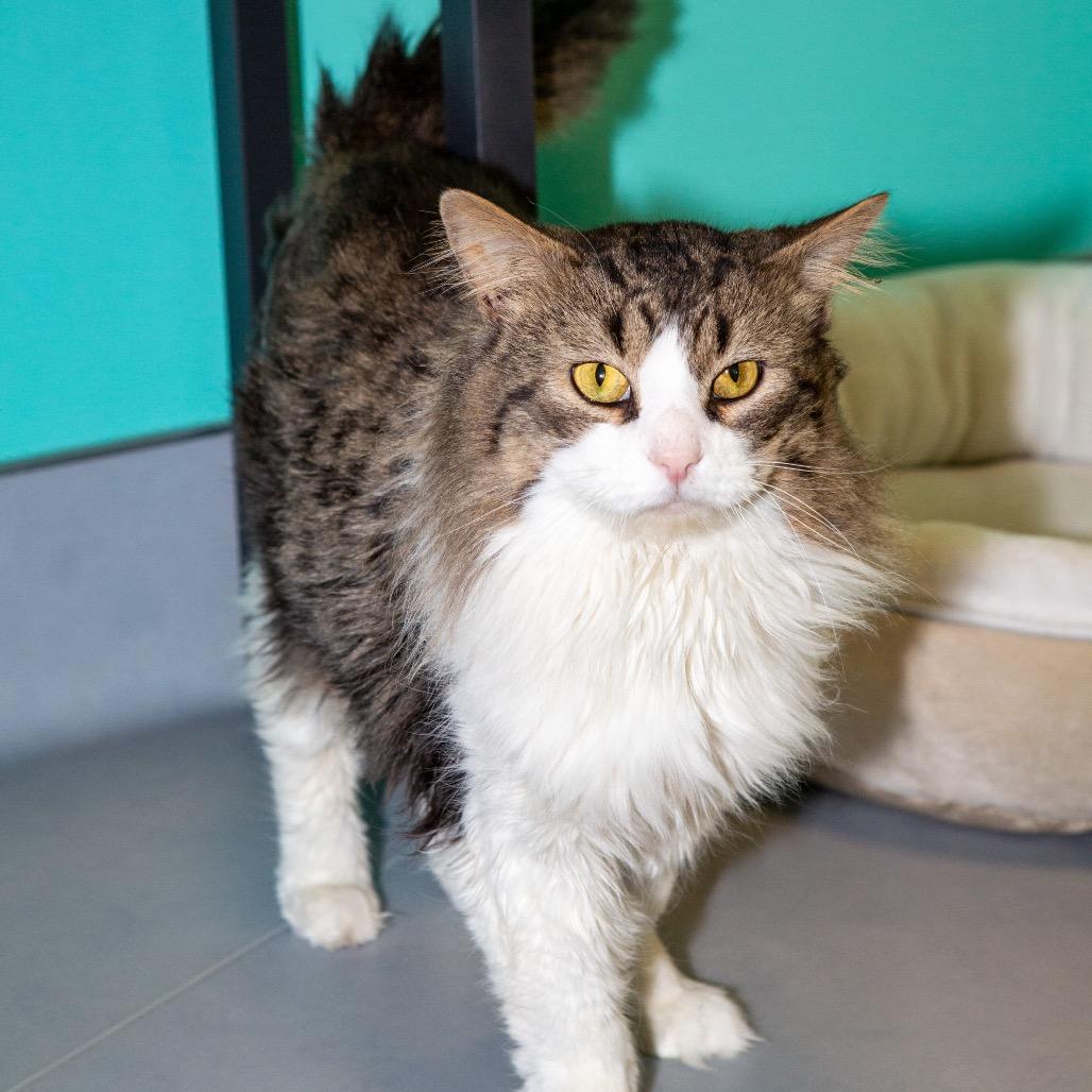 Enlarge Jack, a Adoptable Domestic Long Hair in Boston, MA image 3/3