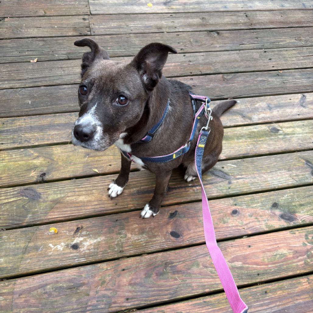 Gia, Adoptable, Senior Female Feist & Labrador Retriever.