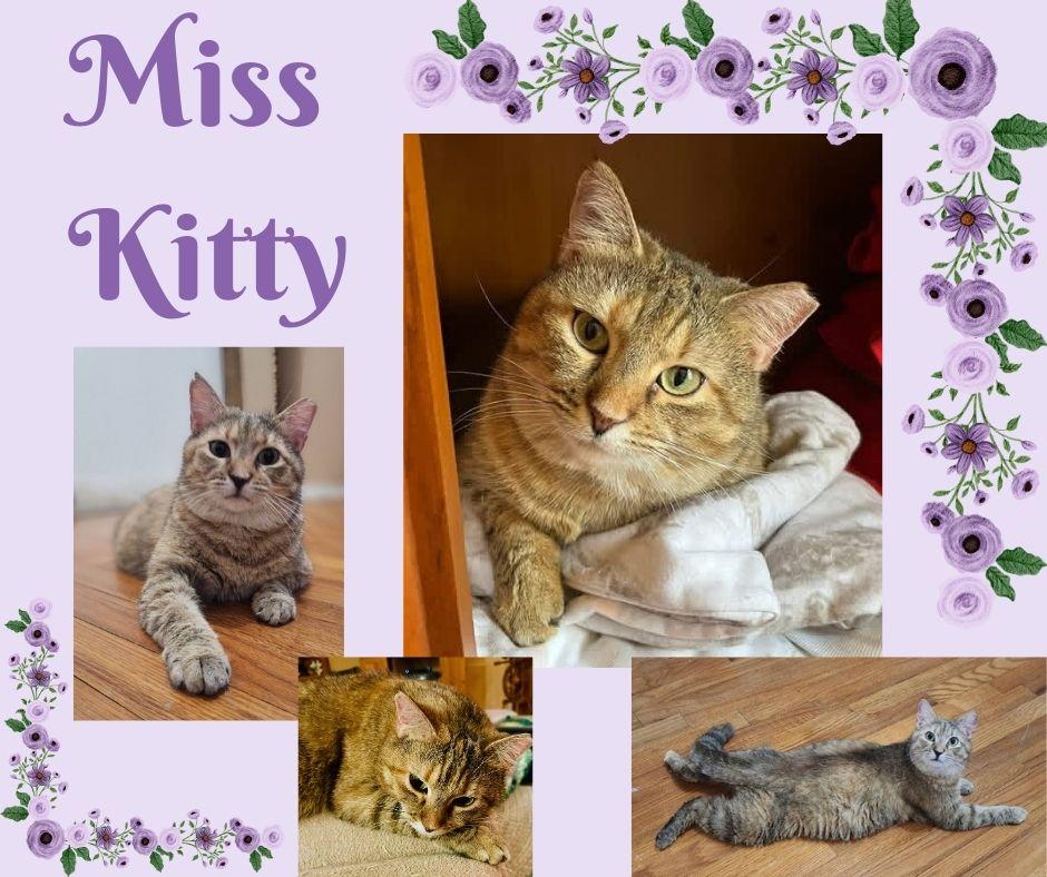 Enlarge Miss Kitty, a Adoptable mixed breed in Trophy Club, TX image 3/6