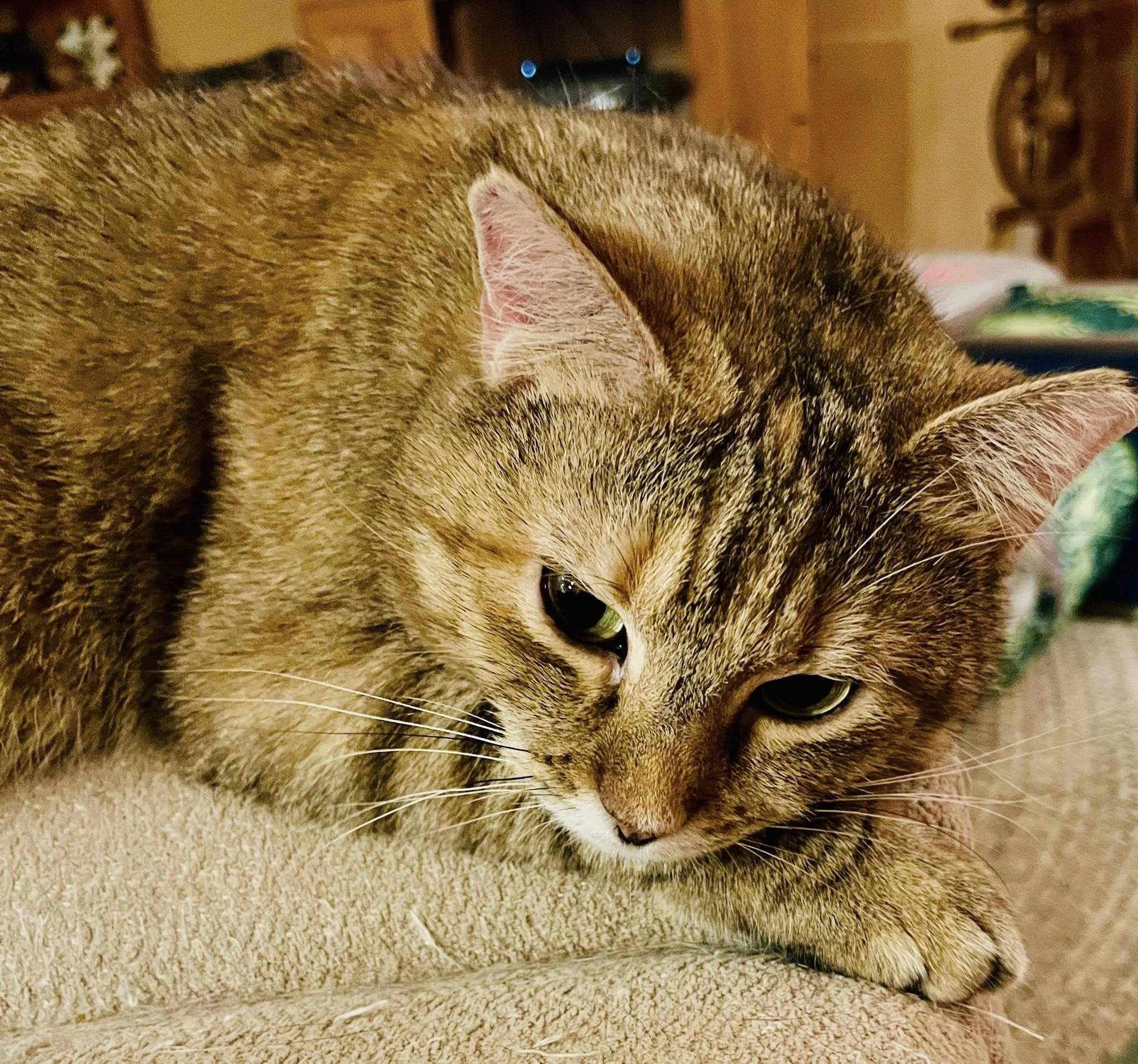 Miss Kitty, Adoptable, Adult Female Tabby & Calico.