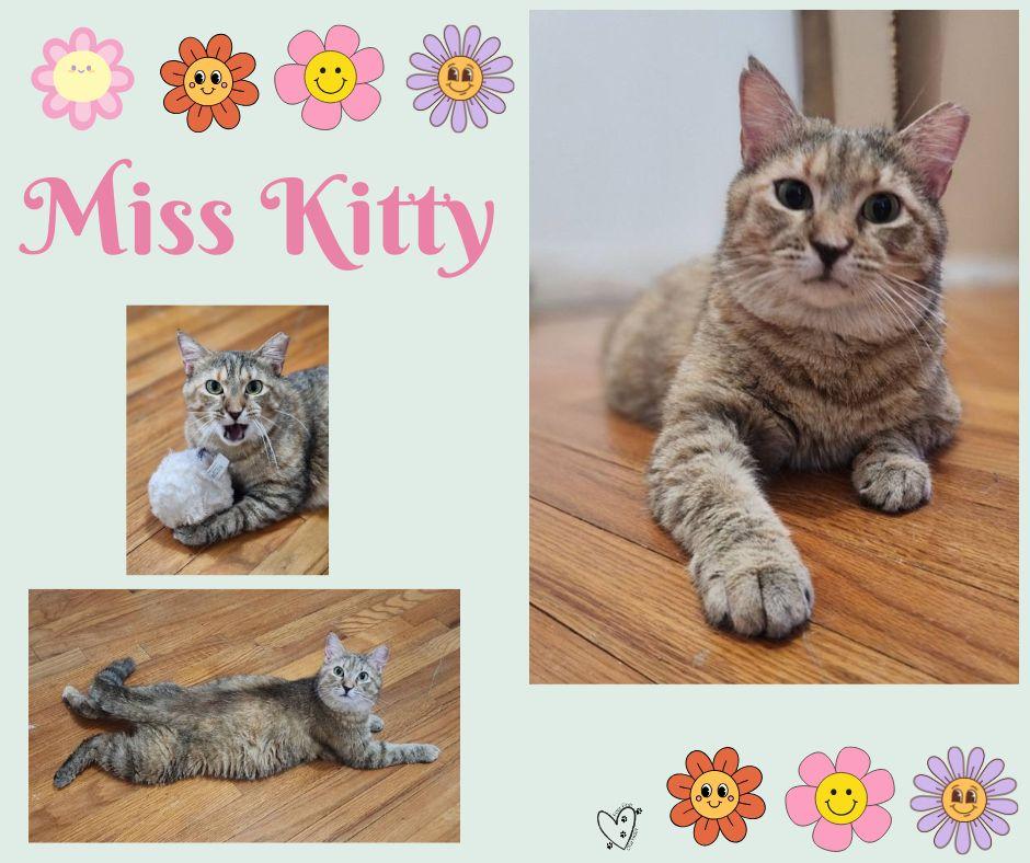 Miss Kitty, a Adoptable mixed breed in Fort Worth, TX image 1/6