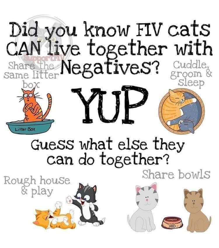 Miss Kitty, a Adoptable mixed breed in Fort Worth, TX image 6/6