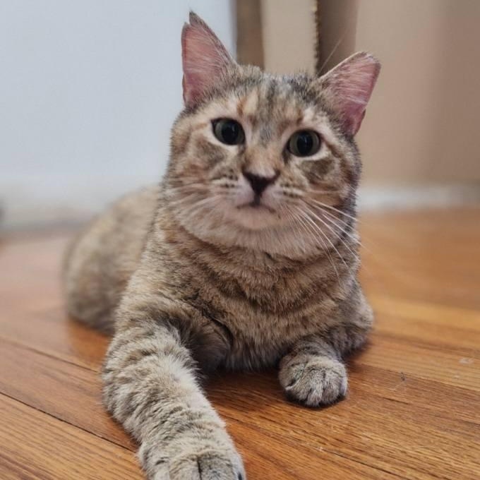 Miss Kitty, a Adoptable mixed breed in Fort Worth, TX image 3/6