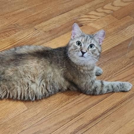 Miss Kitty, a Adoptable mixed breed in Fort Worth, TX image 2/6