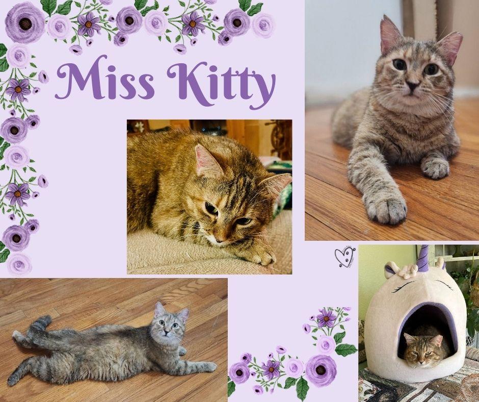 Miss Kitty, a Adoptable mixed breed in Trophy Club, TX image 3/6