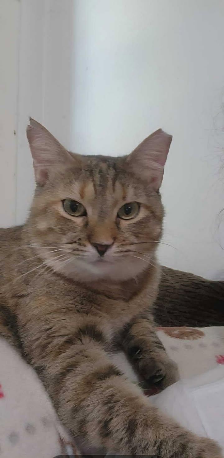 Miss Kitty, a Adoptable mixed breed in Fort Worth, TX image 5/6