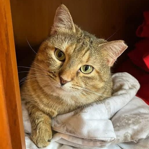 Miss Kitty, Adoptable, Adult Female Tabby & Calico.