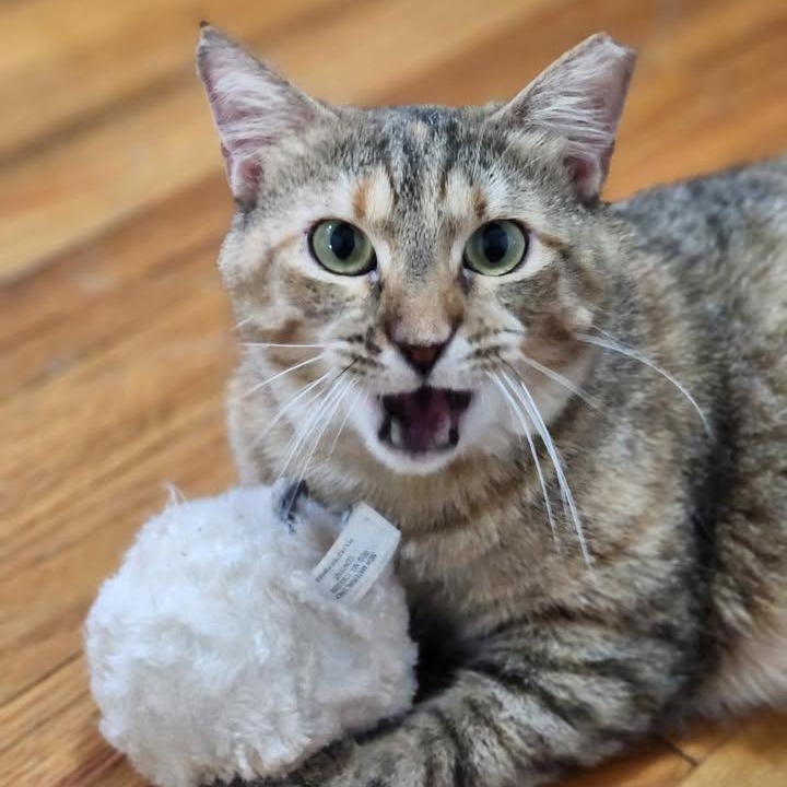 Miss Kitty, a Adoptable mixed breed in Fort Worth, TX image 4/6