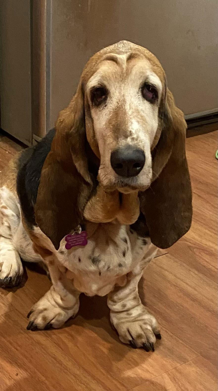 Tulip  (Petaluma), Adoptable, Senior Female Basset Hound.