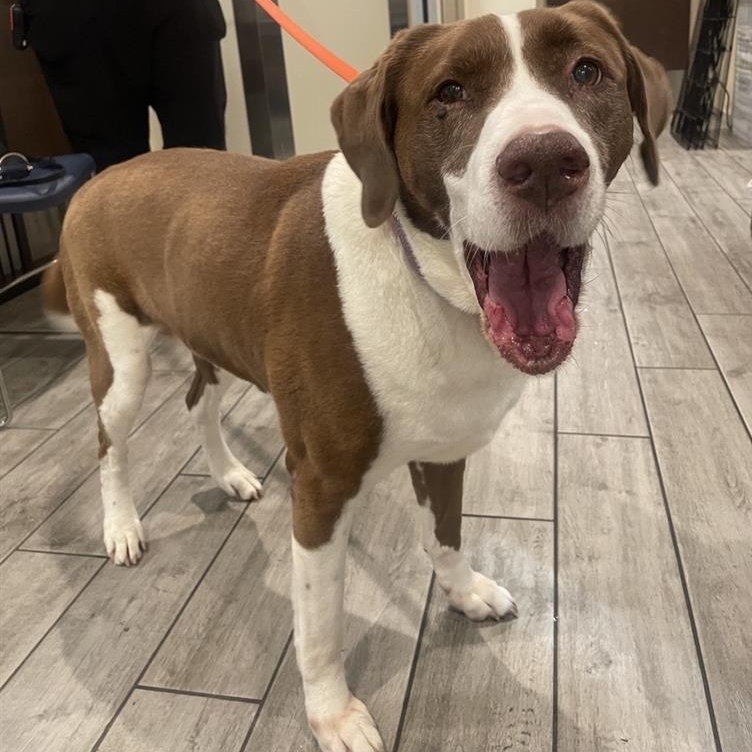 Sadie, Adoptable, Senior Female Hound.