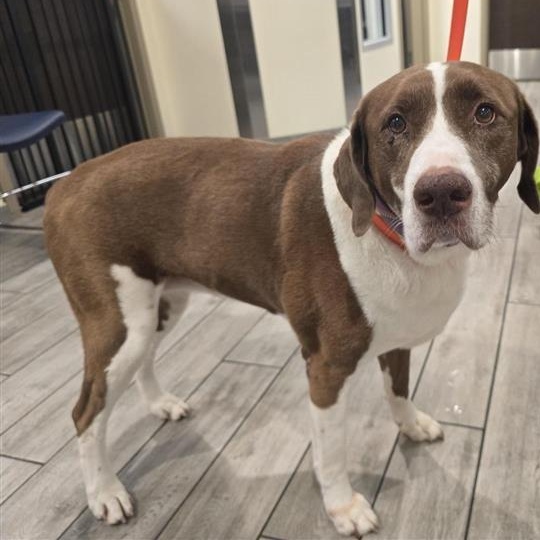 Enlarge Sadie, a Adoptable mixed breed in Prince Frederick, MD image 2/4