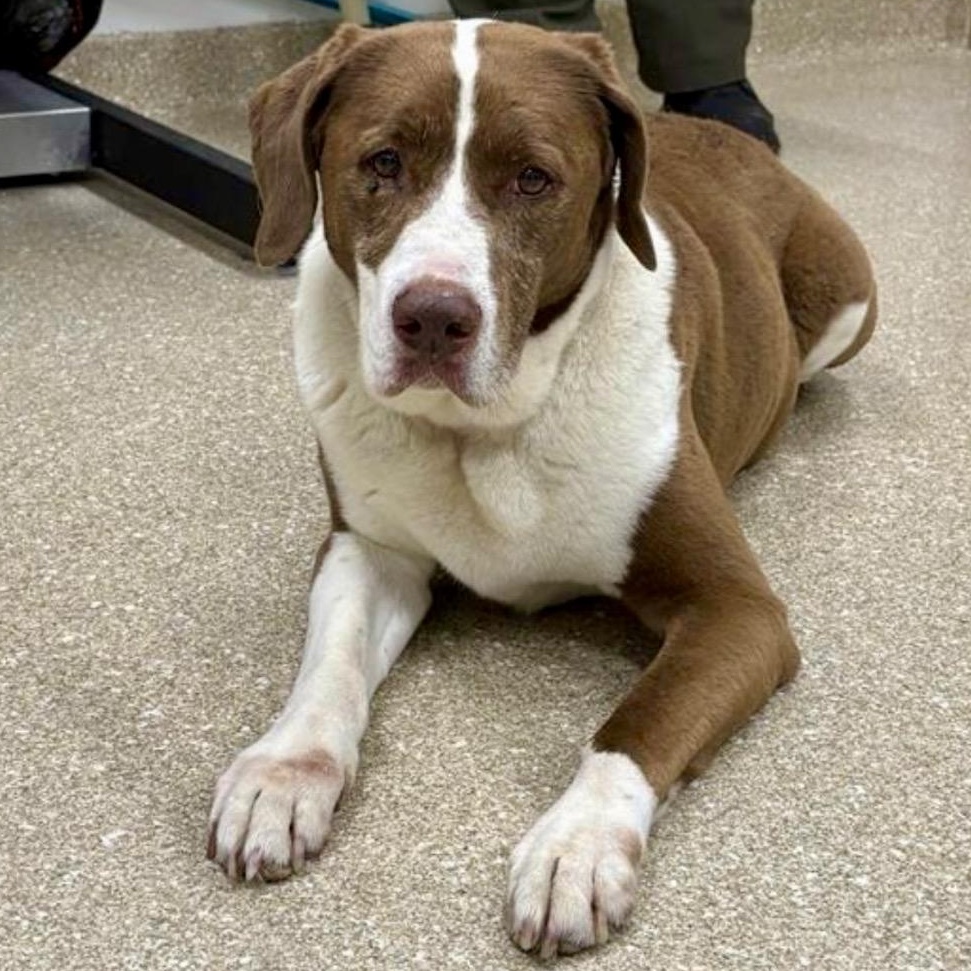 Enlarge Sadie, a Adoptable mixed breed in Prince Frederick, MD image 3/4
