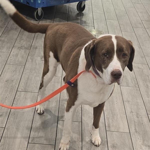 Enlarge Sadie, a Adoptable mixed breed in Prince Frederick, MD image 4/4