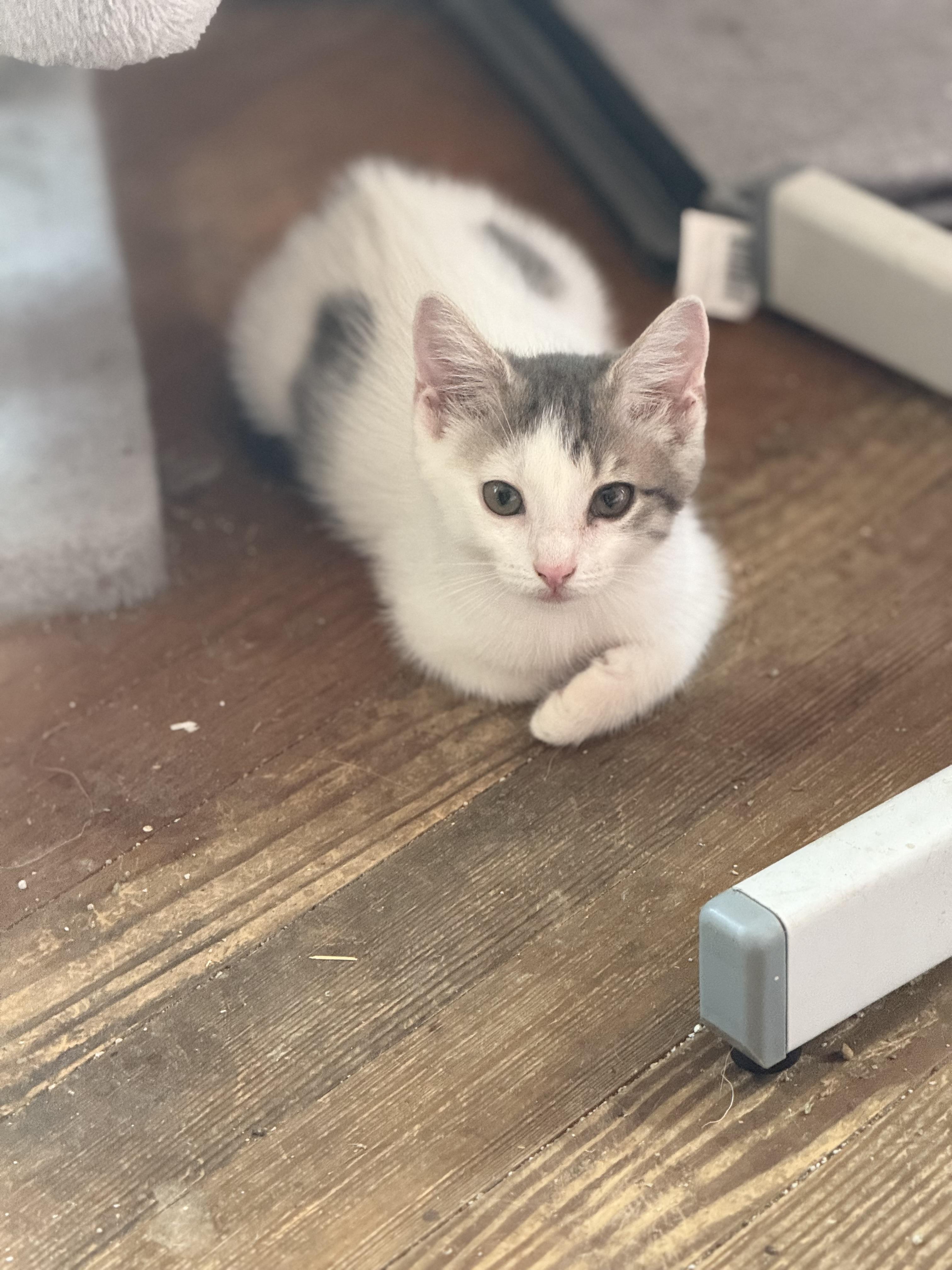 Meowlabu, Adoptable, Young Female Domestic Short Hair.