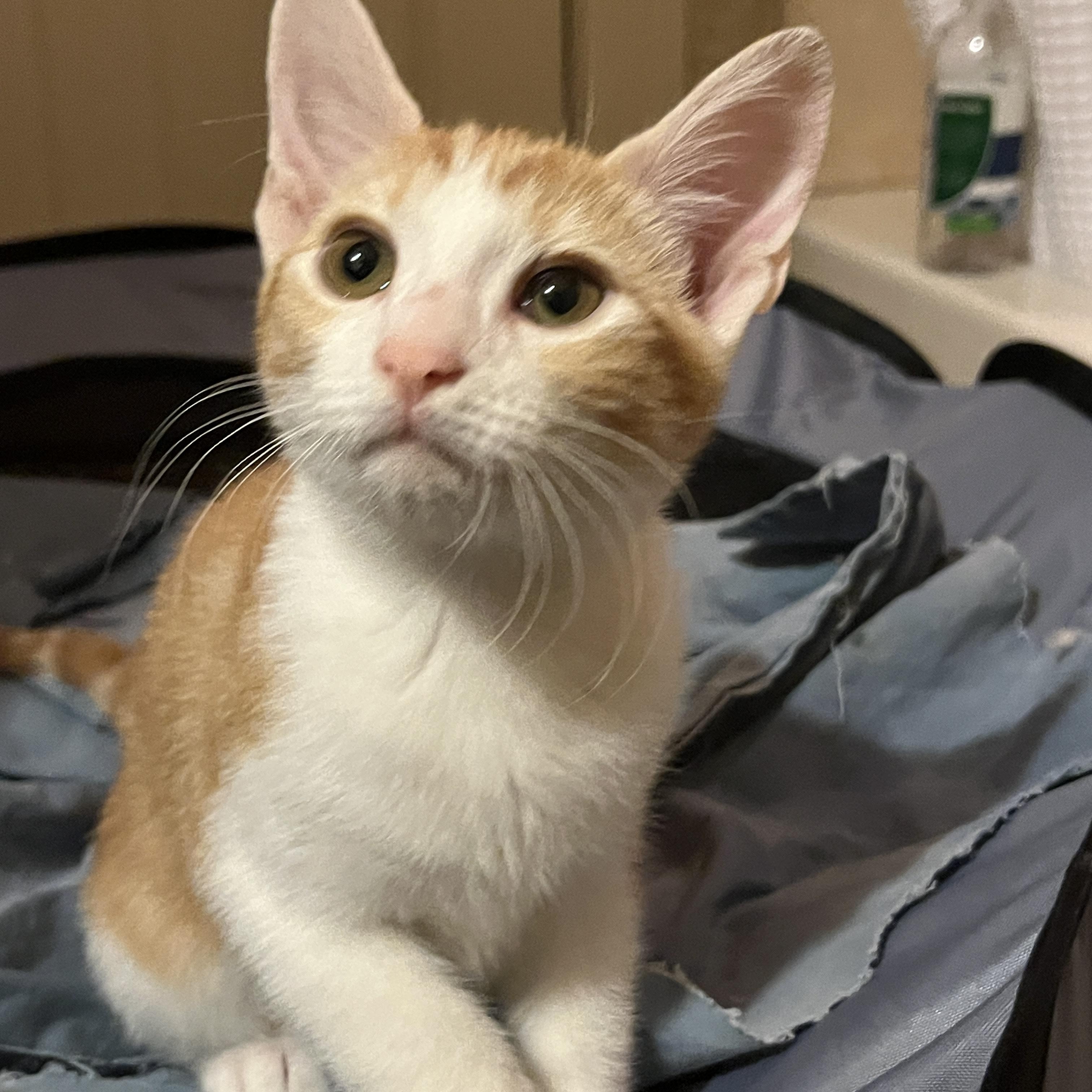 Enlarge Fanta Orange, a Adoptable mixed breed in Phoenix , AZ image 3/5